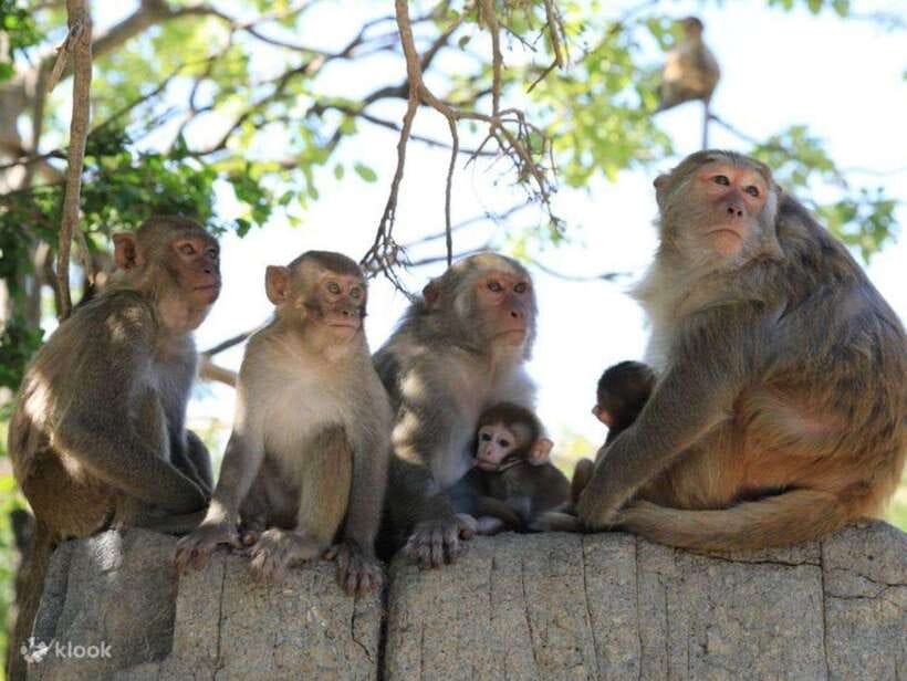 Can Gio Mangrove Forest and Monkey Island Full Day Tour