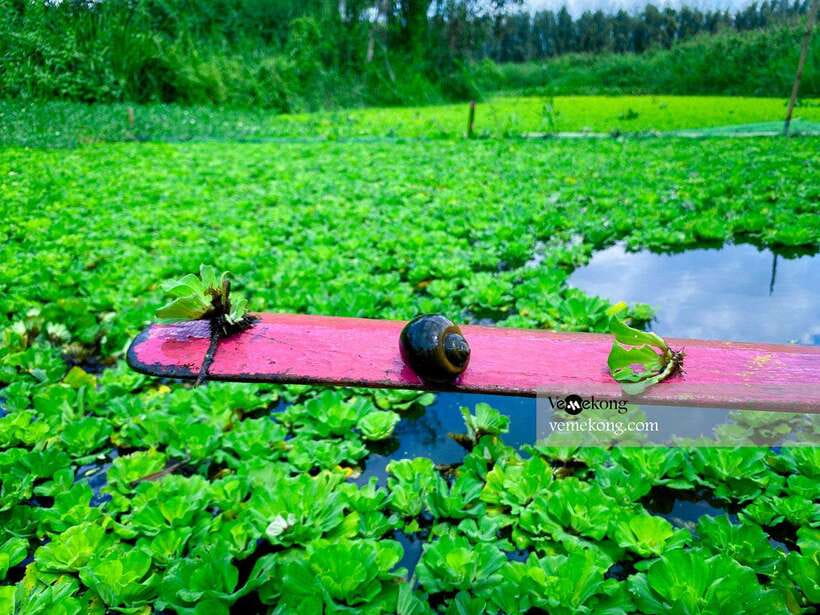 Can Tho: Lung Ngoc Hoang Forest Nature Reserve Half-Day Tour