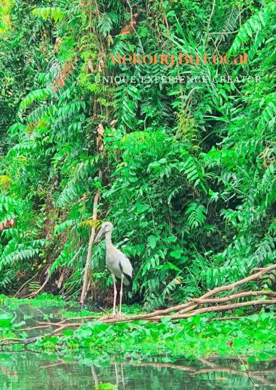 Can Tho: The Untouched Nature Reserve & Mekongs Life - The Allure of Can Thos Nature Reserve