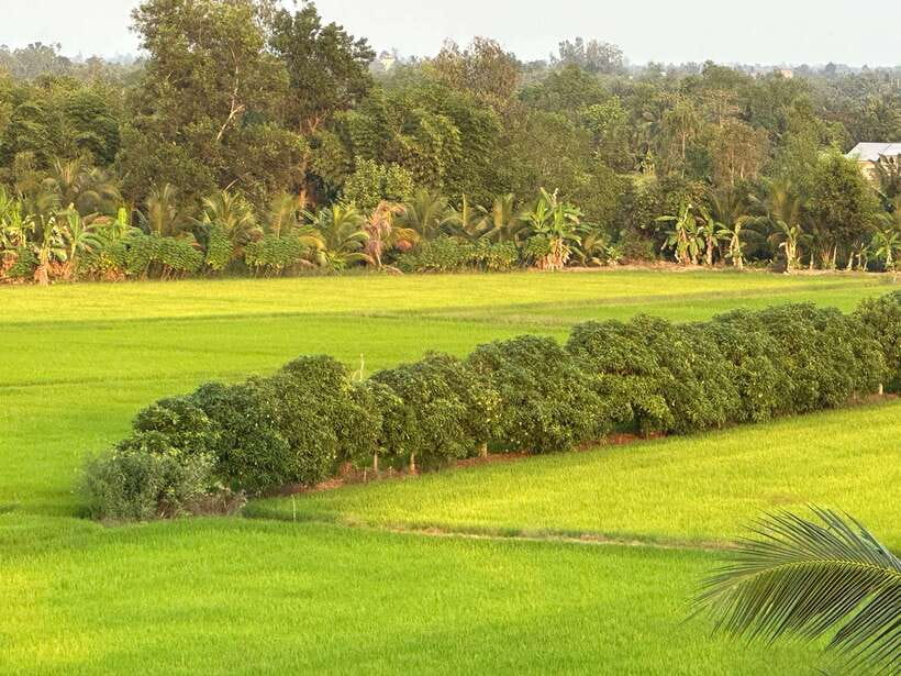 Day Trip: Floating Market & Mua Xuan Forest Half-Day Tour