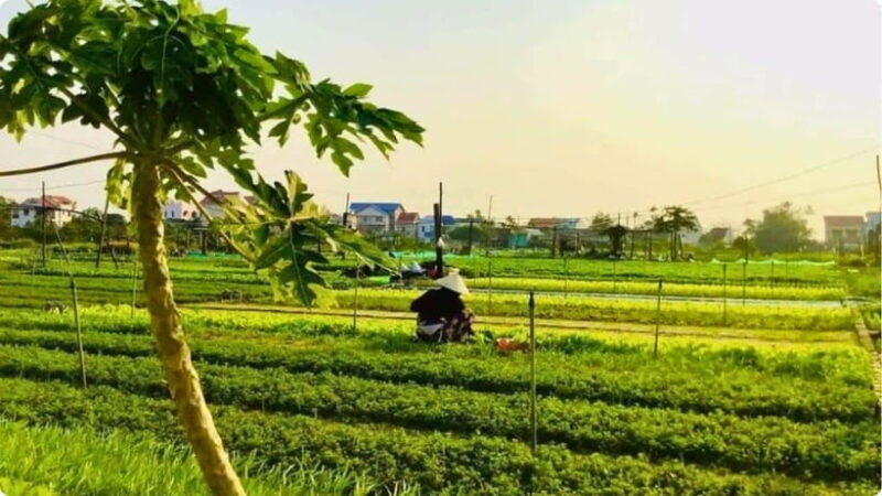 From Garden to Table: Tra Que Farming Tour - Engaging in Traditional Farming Activities