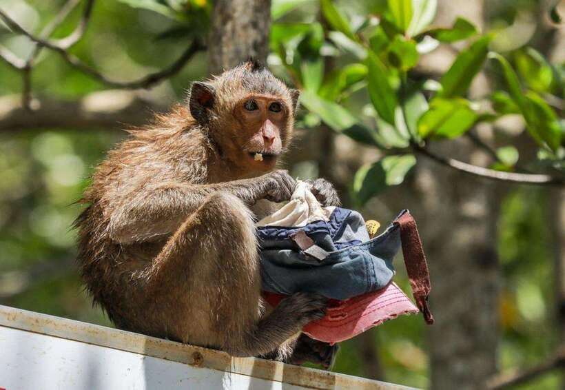 From Ho Chi Minh:Group or Private Tour Can Gio,Monkey Island