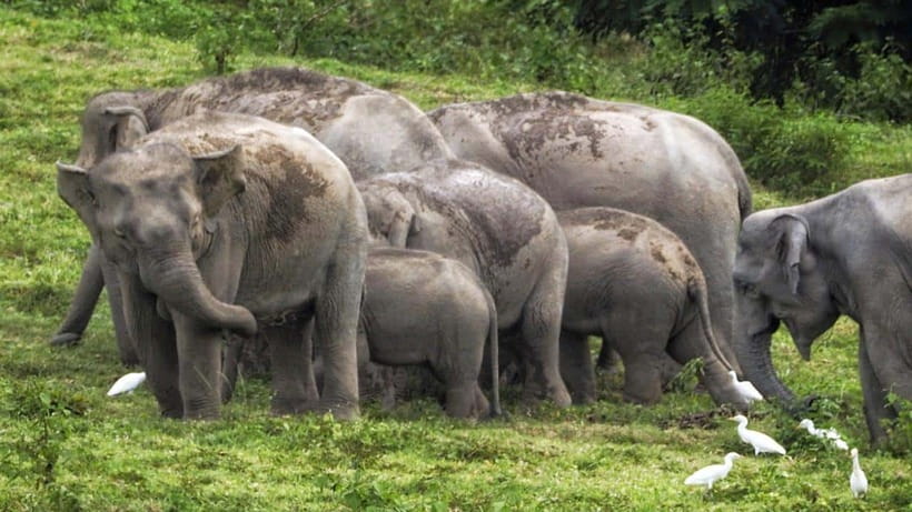 HUA HIN : Kui Buri Wild Elephant Watching (Private 4 Pax Up) - Tour Overview