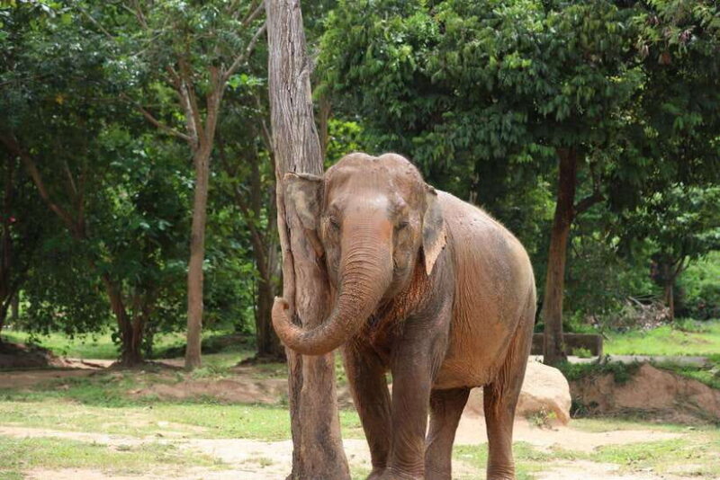 Koh Samui: Ethical Elephant Sanctuary Tour With Buffet Lunch - Key Points