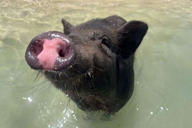 Koh Samui: Private Longtail Boat to Pig Island With Snorkel