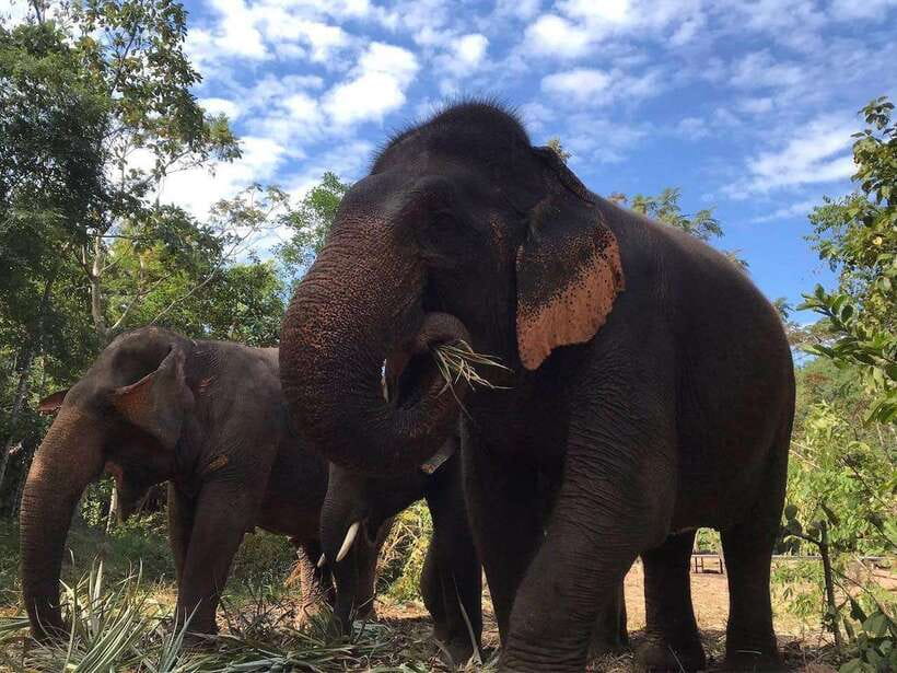 Pattaya: Ethical Elephant Sanctuary Interactive Tour