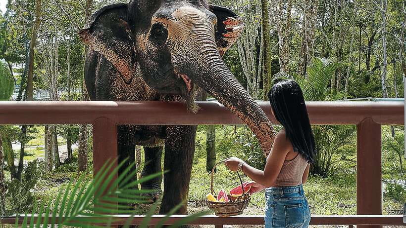 Phuket Elephant Sanctuary: Half-Day With Vegetarian Meal