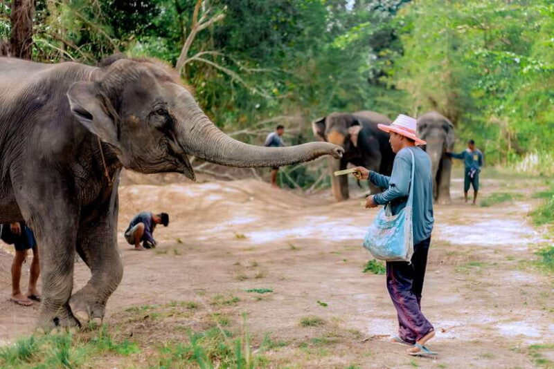 Phuket: Elephant Sanctuary Tour With Pickup & Optional Lunch - Transportation and Logistics