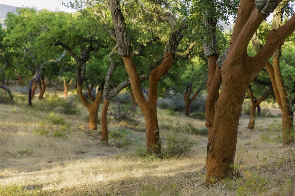 2 hr Walk in the Cork Forest - What Past Participants Say