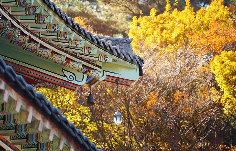 2025 Jeju Autumn Tour with Pink Muhly Festival - Practical Details and What They Mean for You