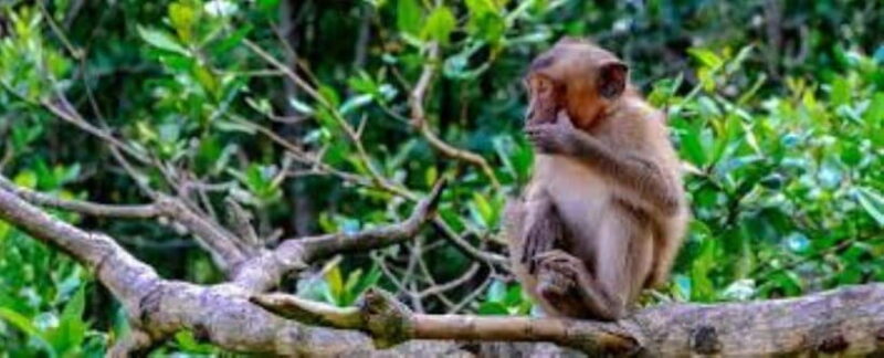 Can Gio Mangrove Forest and Monkey Island Full Day Tour - Tour Overview and Pricing