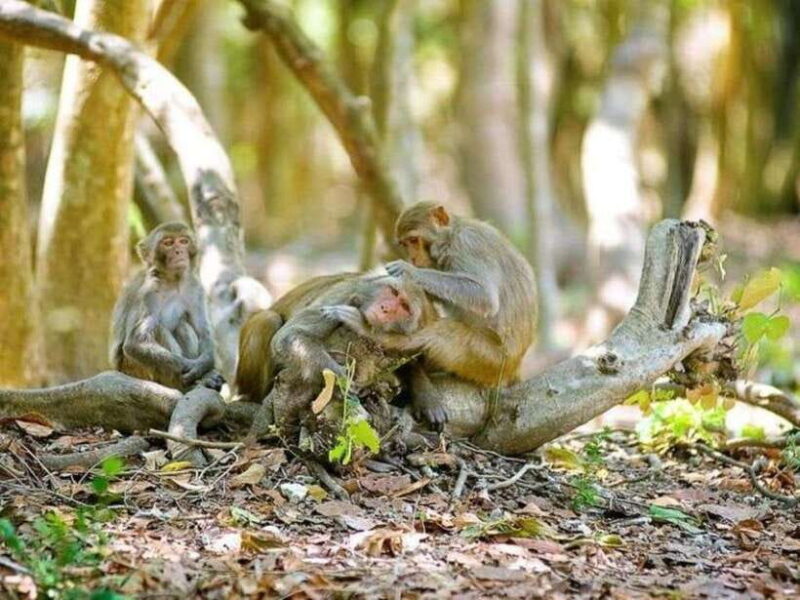 Ho Chi Minh City: Can Gio Mangrove Forest Monkey Island - Unique Wildlife Encounters