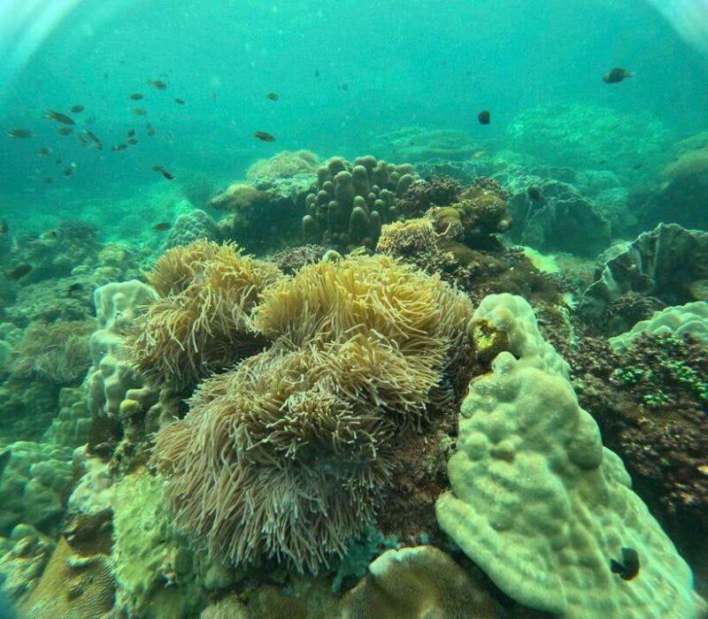 Phu Quoc: Snorkeling and Island Hopping by Speedboat & Lunch - Inclusions and Exclusions