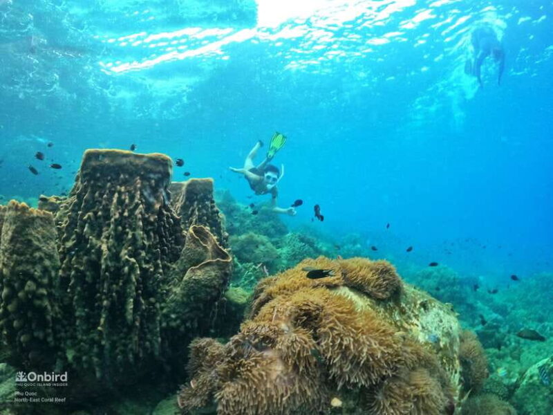 South Phu Quoc: Pro Snorkeling Tour by Speedboat - Pricing and Booking Information