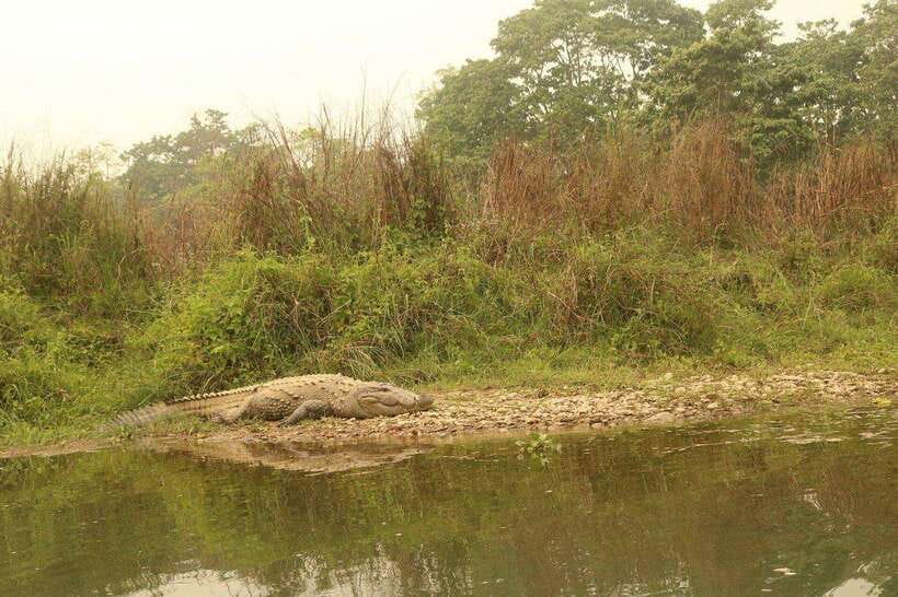 3 Days Chitwan Safari - What to Expect on a 3-Day Chitwan Safari