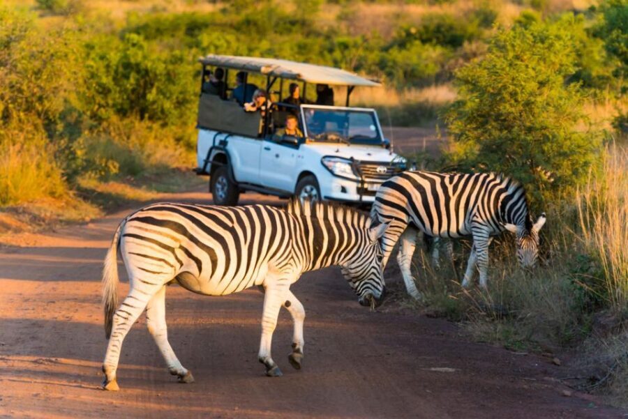 3-Hour Shared Game Drive in Pilanesberg National Park - Why This Safari Stands Out