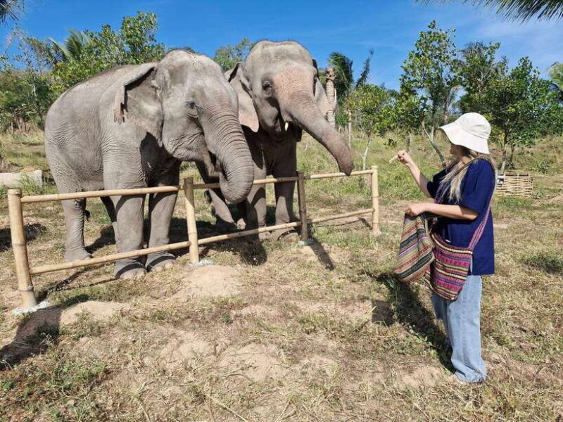 Bangkok: Elephant Sanctuary and Khao Kheow Open Zoo Tour - Living Green Elephant Sanctuary