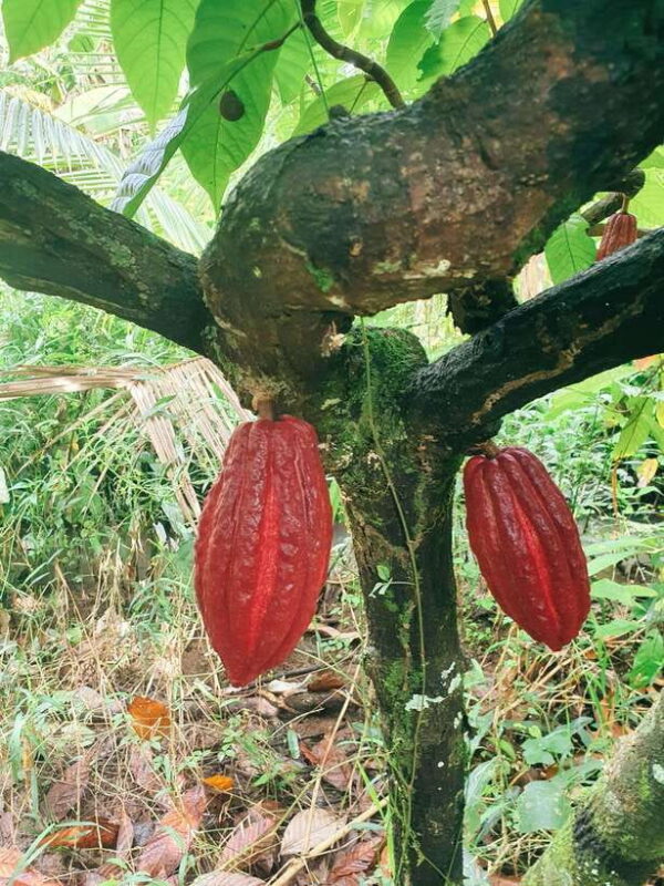 Can Tho: Countryside Cycling Tour With Cocoa Farm Visit - Itinerary and Highlights