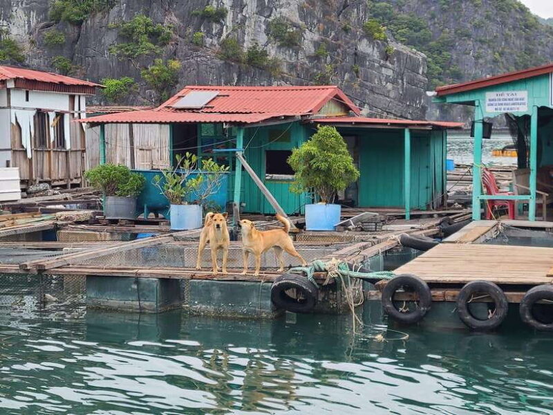 Cat Ba: Lan Ha Bay Full-Day Boat Tour - Highlights and Experiences