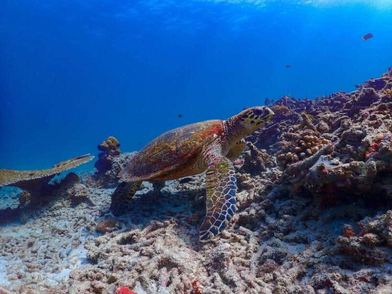 Khao Lak: Premium Tour to Surin Islands With Snorkel & Lunch - Tour Overview
