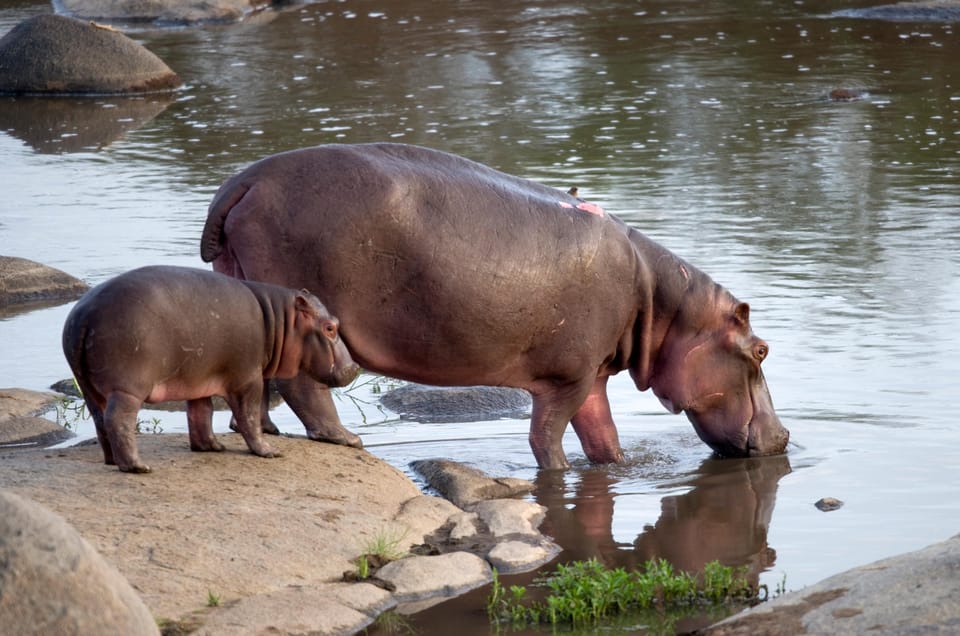 4 Day Kruger Katekani Big 5 Safari from Johannesburg - The Value of the Experience