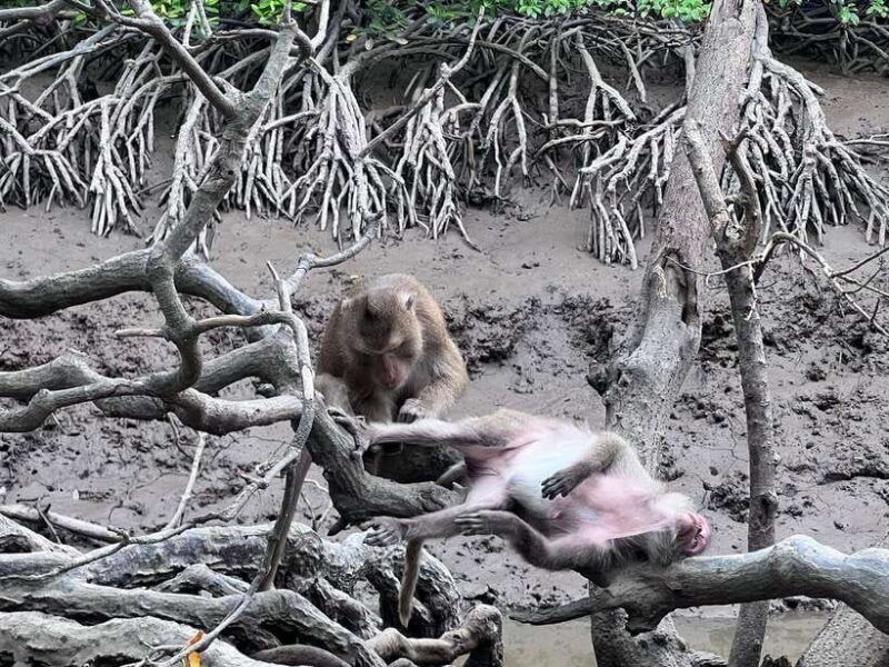 Can Gio Monkey Island Day Trip - Culinary Delights: Lunch Experience