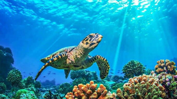 From Khao Lak & Phuket: Trip to Similan Islands by Speedboat - Booking and Cancellation Policy