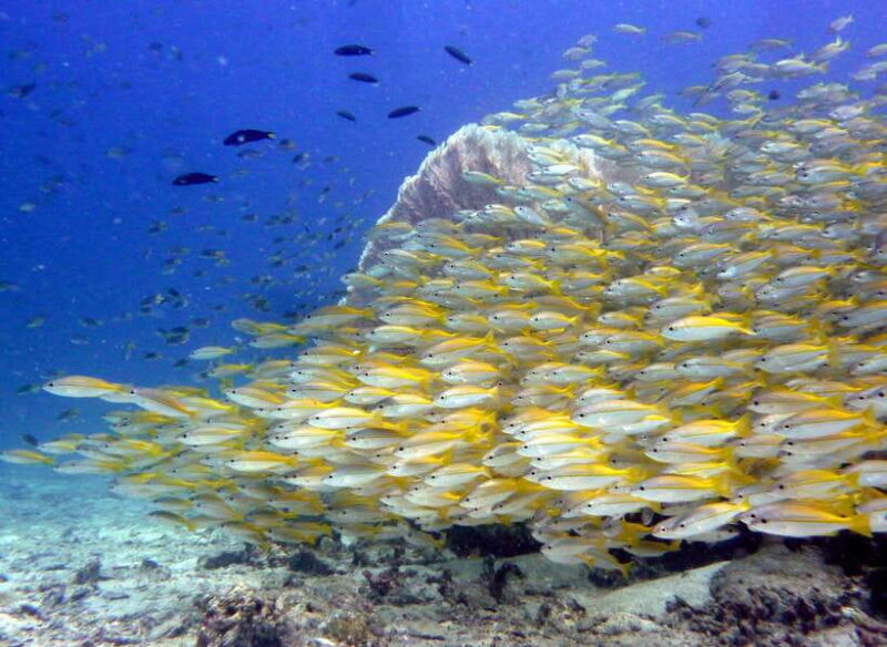 From Phi Phi: Beginner Scuba Diving Day Trip With 2 Dives - Important Information and Requirements
