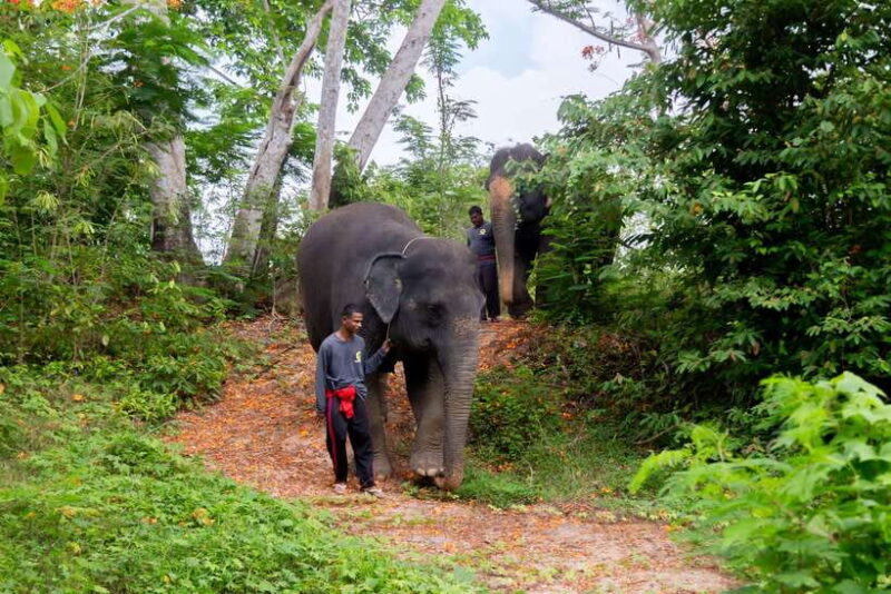 Phuket: Elephant Sanctuary Tour With Pickup & Optional Lunch - Important Information