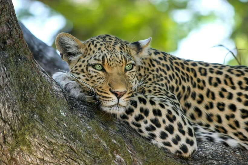 5 Day Flash Tour of Sri Lanka Cover 5 Land Marks! - Exploring the Itinerary: What You’ll See and Do