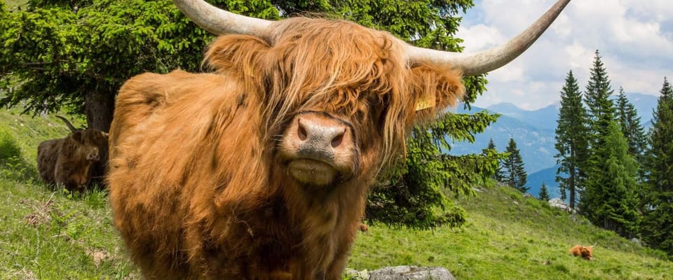 5 Day Orkney Islands and North Coast 500 Tour from Edinburgh - What’s Included and What’s Not