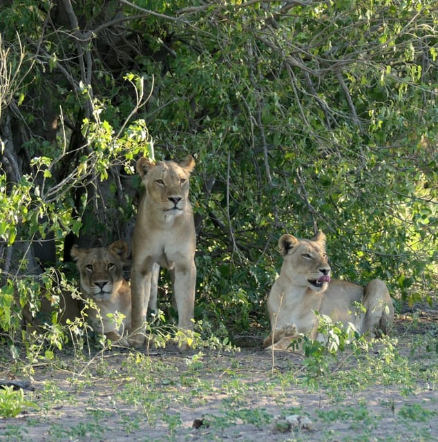 5 Days 4 Nights Safari Tour In Madikwe And Pilanersbeg - What Makes This Safari Stand Out?
