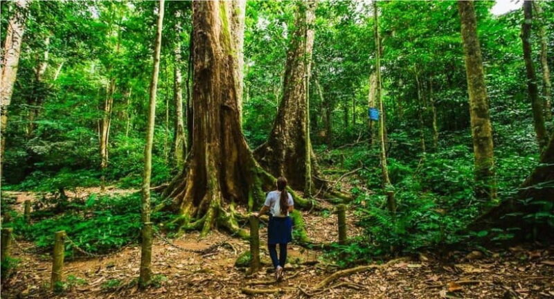 From Ninh Binh: Cuc Phuong National Park Day Trip With Lunch - Key Attractions in the Park
