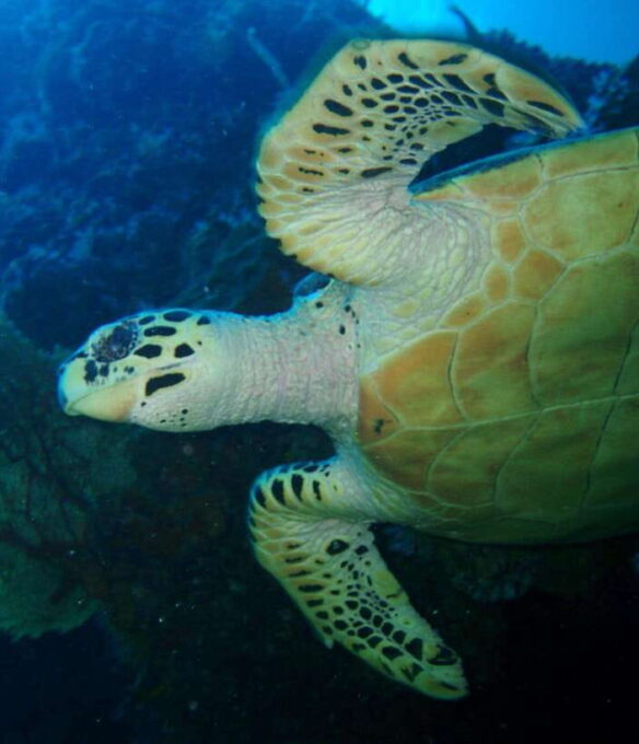 From Phi Phi: Beginner Scuba Diving Day Trip With 2 Dives - Preparing for Your Dive