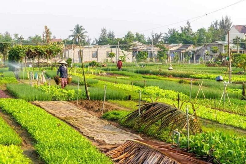 Hoi An: Countryside Biking- Cooking Class in Tra Que Village - Inclusions and Exclusions