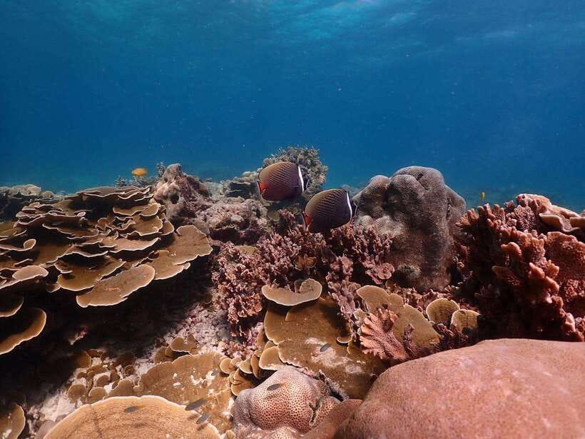 Khao Lak: Premium Tour to Racha Islands With Snorkel & Lunch - Wildlife Sighting Near Maiton Private Island