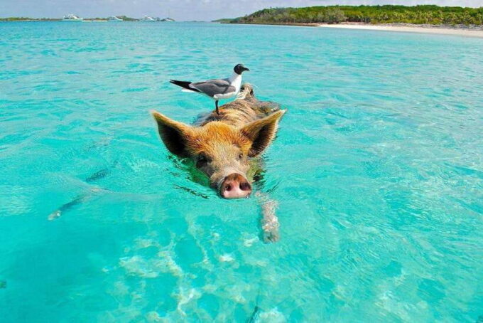 Ko Samui: Private Longtail Boat Tour to Koh Madsum & Koh Tan - Booking and Cancellation Policy