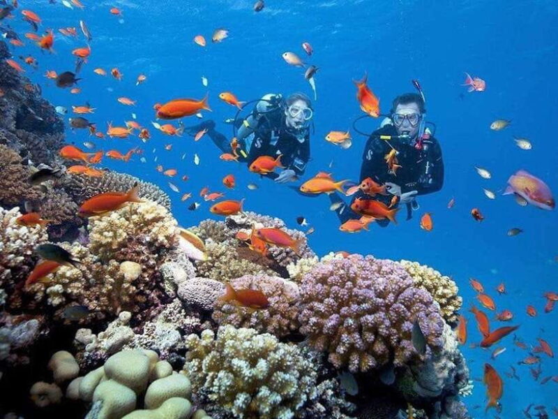 From Da Nang: Cham Island Sightseeing And Snorkeling Tour - Inclusions and Whats Provided