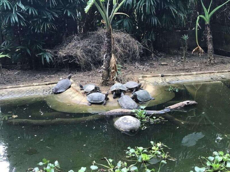 From Ninh Binh: Cuc Phuong National Park Day Trip With Lunch - Lunch Experience in the Park