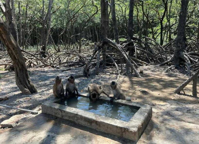 Ho Chi Minh City: Can Gio Monkey Island Day Trip With Lunch - Relaxation at Can Gio Resort