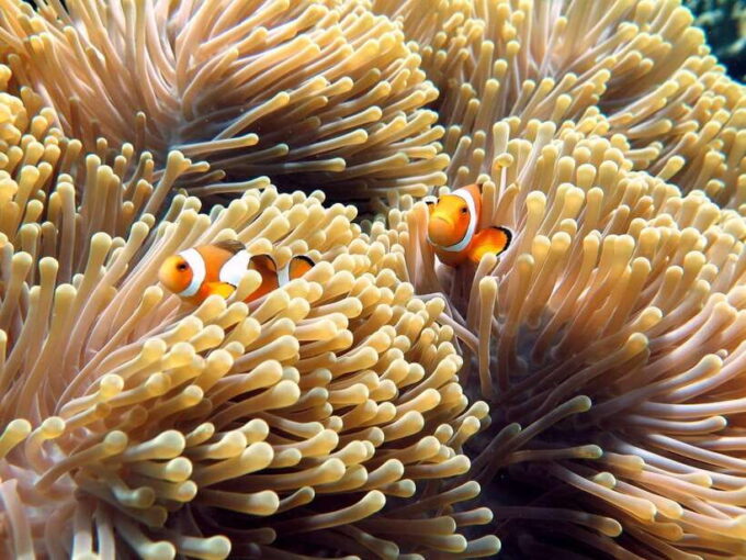 Phuket/Khaolak:Similan Islands Day Trip With Snorkeling Tour - Getting to the Similan Islands