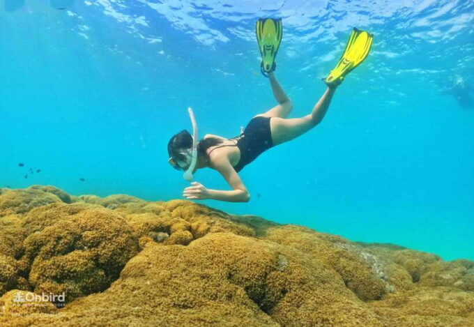 South Phu Quoc: Pro Snorkeling Tour by Speedboat - Participant Restrictions and Safety Guidelines