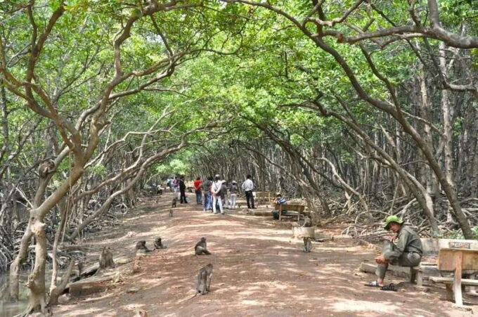 TP HCM: EXPLORE CAN GIO MANGROVE AND MONKEY ISLAND - Interaction With Wildlife
