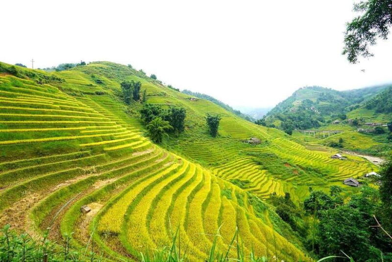 From Sapa Visit Lao Chai/Ta Van/Giang Ta Chai Sleep Homestay - Trekking Details and Difficulty