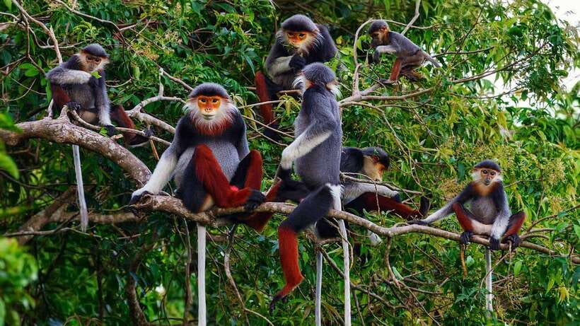 Ninh Binh: Cuc Phuong National Park - Overview of Cuc Phuong National Park