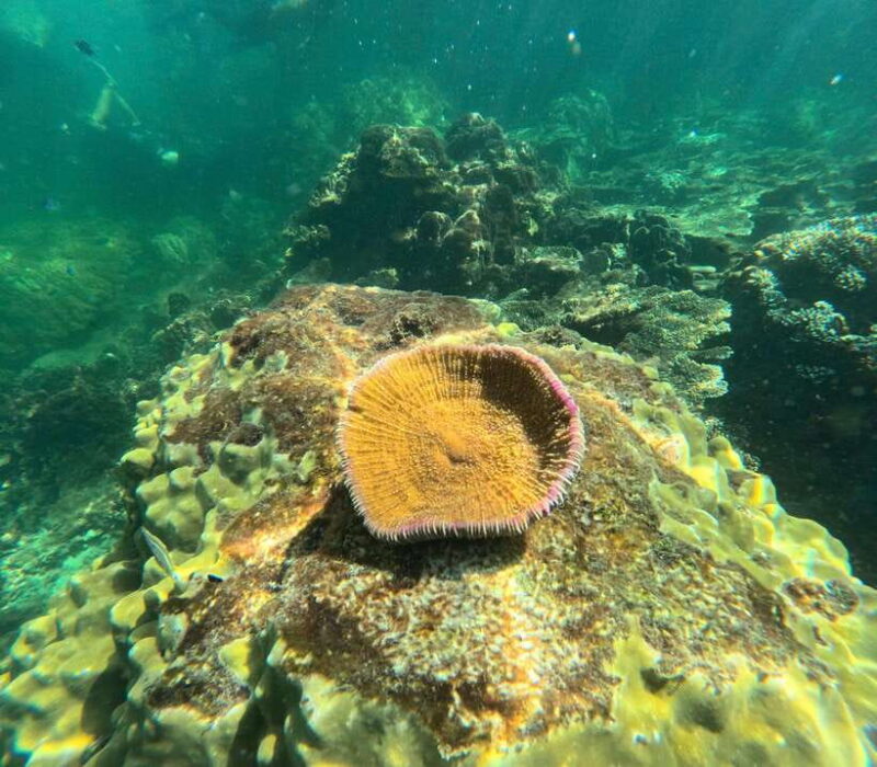 Phu Quoc: Snorkeling and Island Hopping by Speedboat & Lunch - Important Information