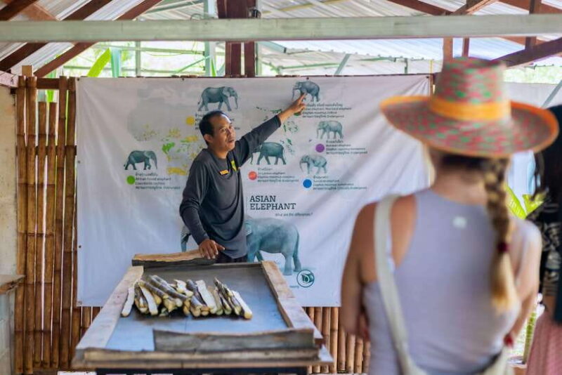 Phuket: Elephant Sanctuary Tour With Pickup & Optional Lunch - Key Points