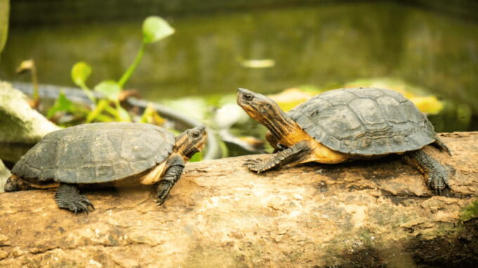 Cuc Phuong National Park Hiking Tour - Booking Information and Cancellation Policy