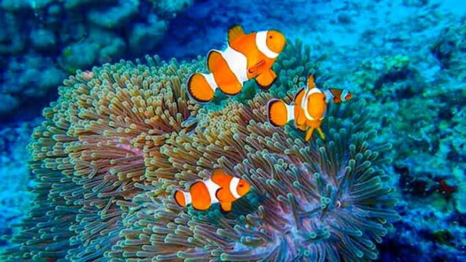 From Khao Lak & Phuket: Trip to Similan Islands by Speedboat - Transportation and Pickup Locations