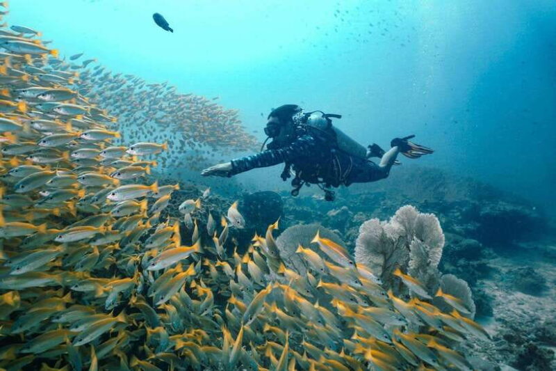 From Phi Phi: Beginner Scuba Diving Day Trip With 2 Dives - Key Points